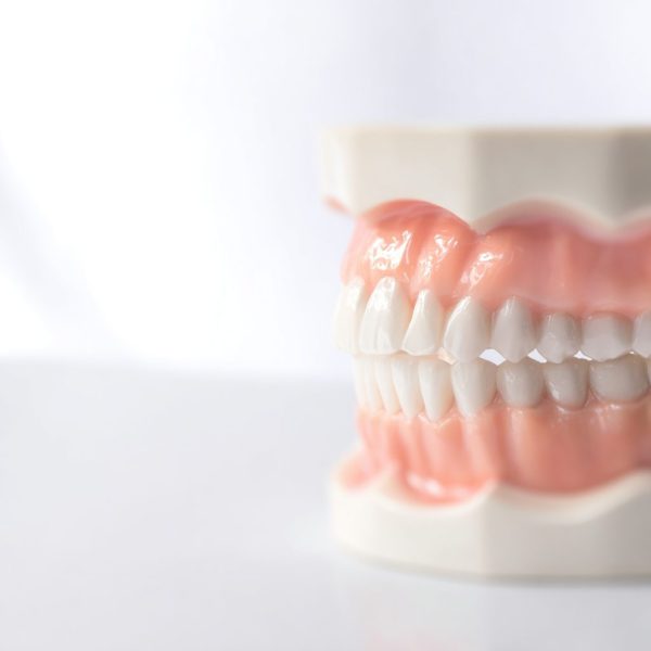 Zahnmodell mit weißen und rosa Zähnen, das die menschliche Zahnstruktur darstellt.